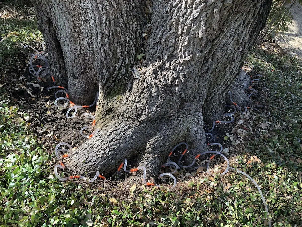Detailed Tree Cabling and Bracing job site in Jonancy